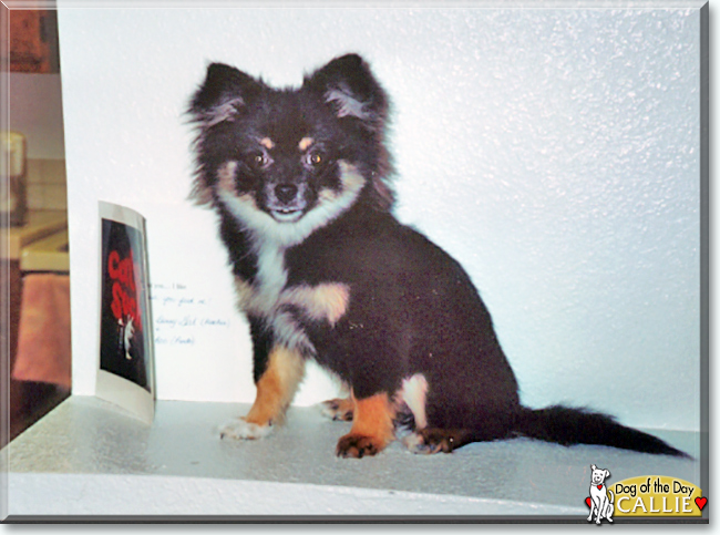 Callie the Pomeranian, Chihuahua mix, the Dog of the Day