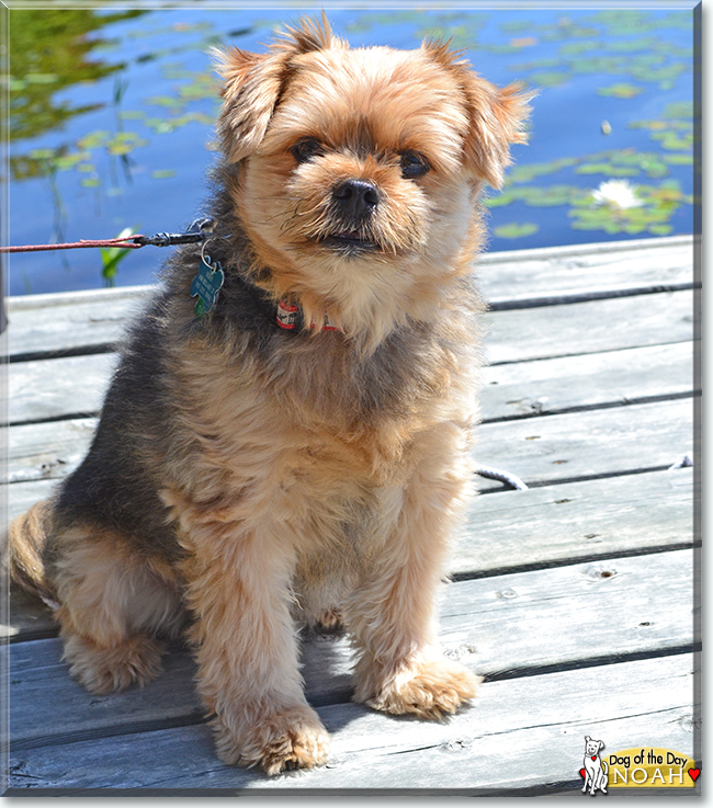 Noah the Yorkshire Terrier, Pomeranian mix, the Dog of the Day