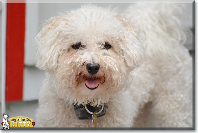 Kitty the Bichon Frise, the Dog of the Day