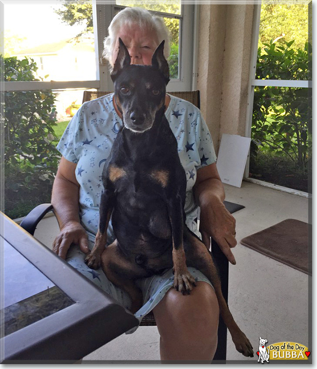Bubba the German Pinscher, the Dog of the Day