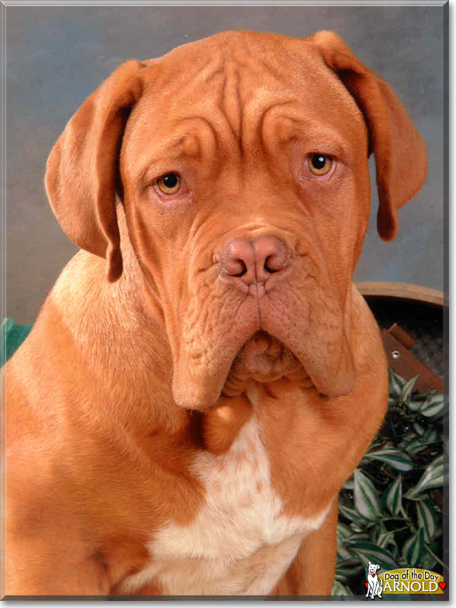 Arnold the Dogue de Bordeaux, the Dog of the Day
