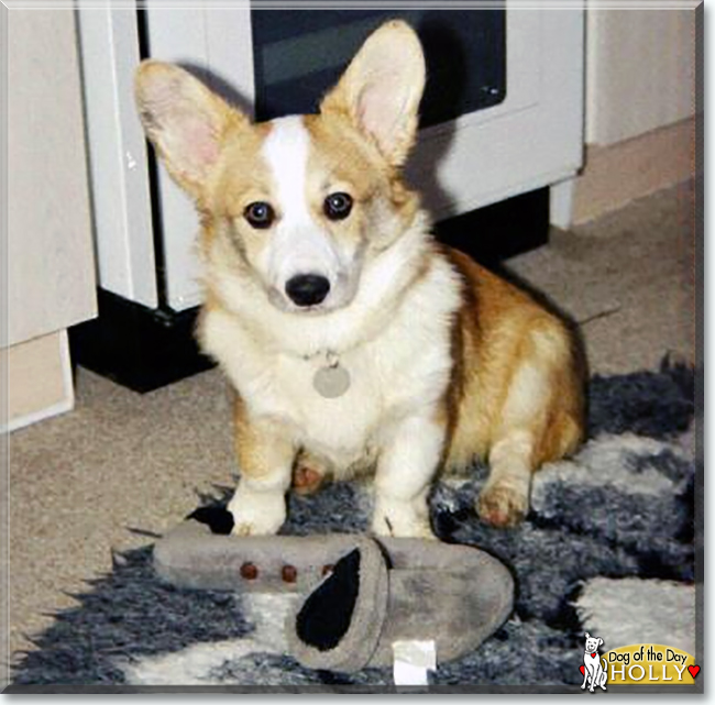 Holly the Pembroke Welsh Corgi, the Dog of the Day
