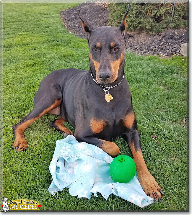 Mercedes the Doberman Pinscher, the Dog of the Day