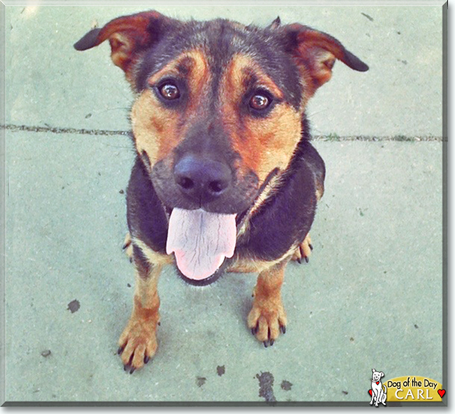 Carl the Rottweiler mix, the Dog of the Day