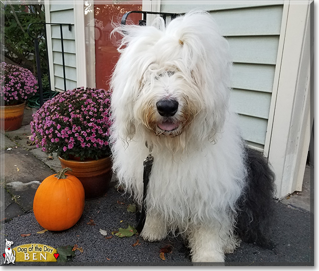 Ben the Old English Sheepdog, the Dog of the Day