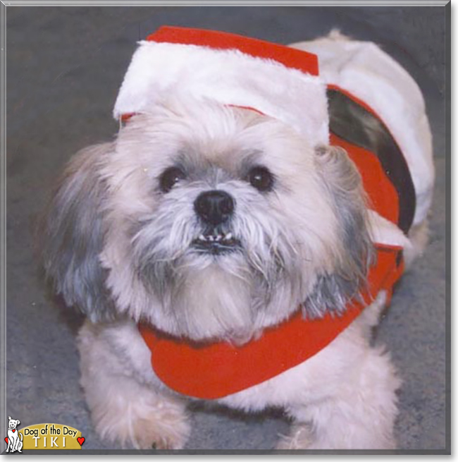 Tiki the Lhasa Apso, the Dog of the Day