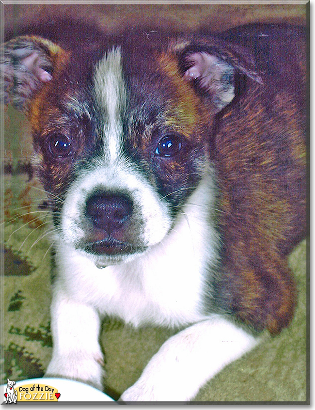 Fozzie the Boston Terrier, American Eskimo mix, the Dog of the Day