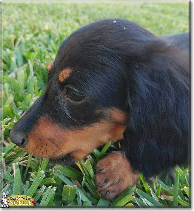 Noelle the Dachshund, the Dog of the Day