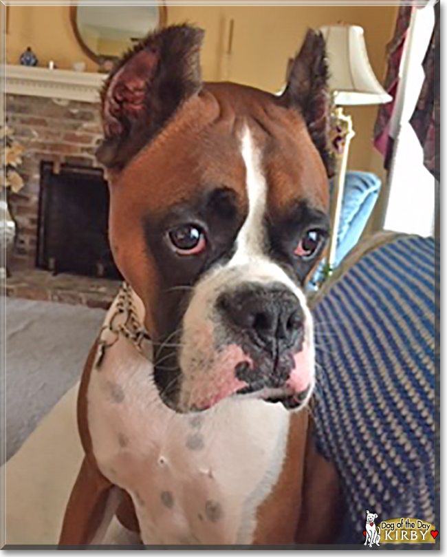 Kirby the Boxer, the Dog of the Day