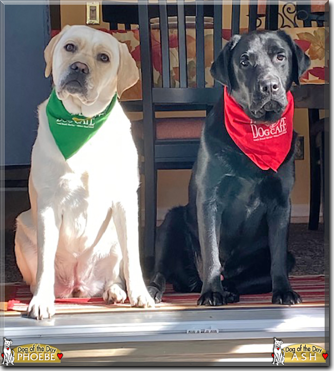 Phoebe & Ash the Labrador Retrievers, the Dog of the Day