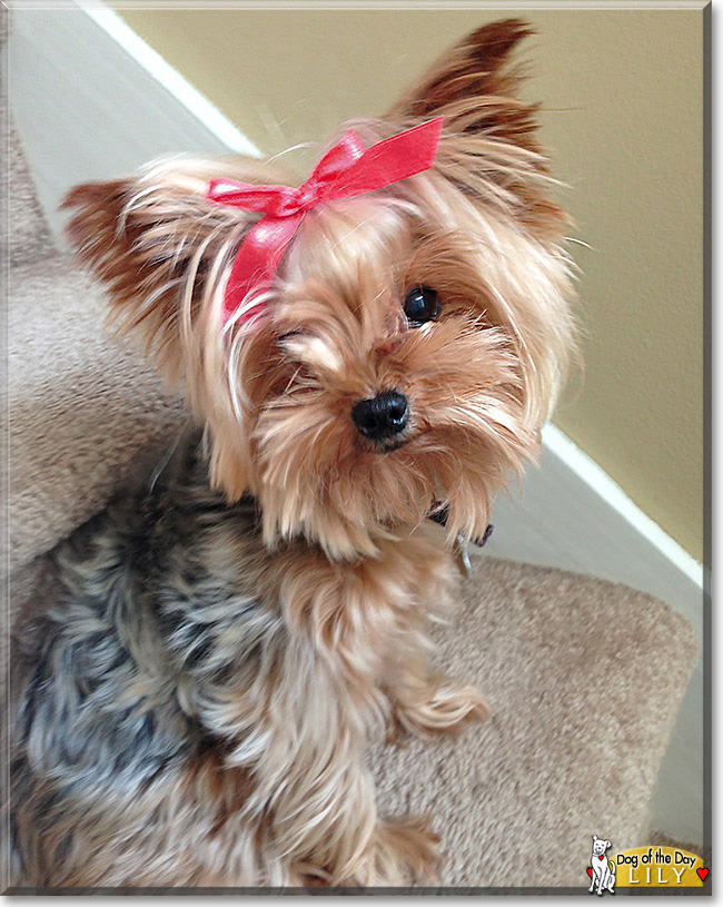 Lily the Yorkshire Terrier, the Dog of the Day