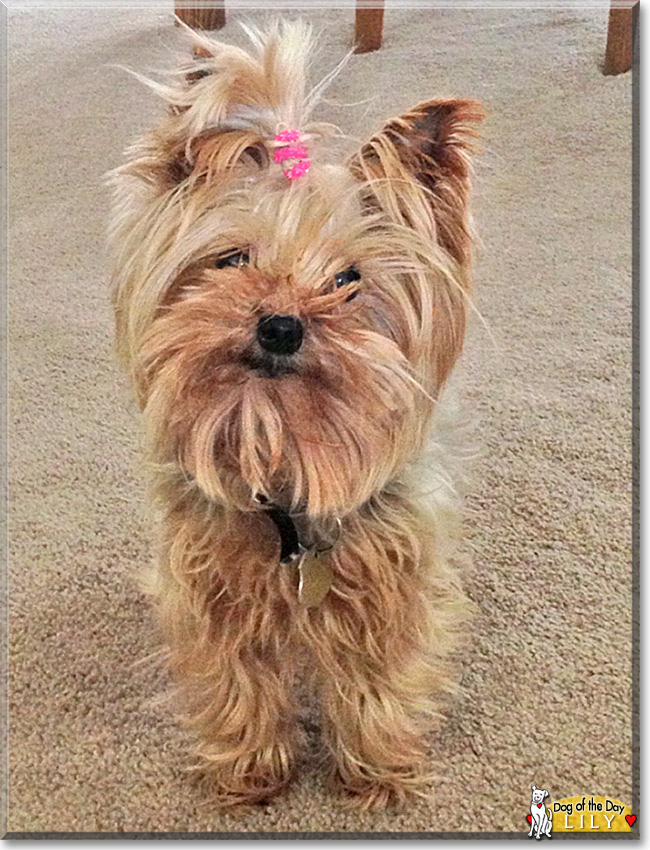 Lily the Yorkshire Terrier, the Dog of the Day