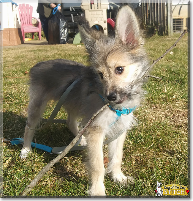 Stitch the Yorkshire Terrier mix, the Dog of the Day