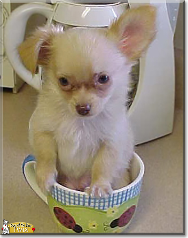 Twix the Chihuahua, the Dog of the Day