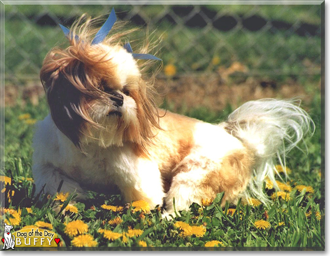 Buffy the Shih Tzu, the Dog of the Day