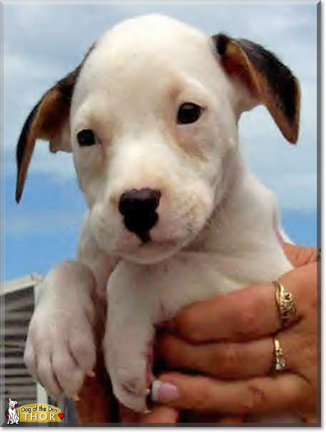 Thor the Pit Bull Terrier/American Bulldog mix, the Dog of the Day