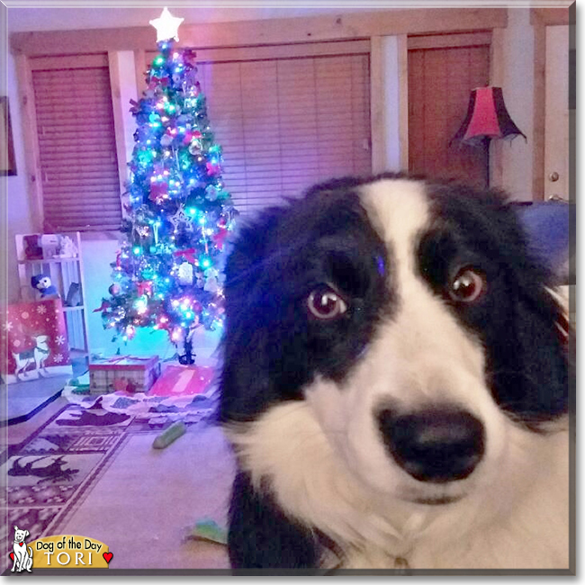 Tori the Border Collie/Papilion mix, the Dog of the Day