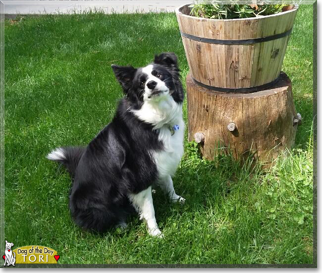 Tori the Border Collie/Papilion mix, the Dog of the Day