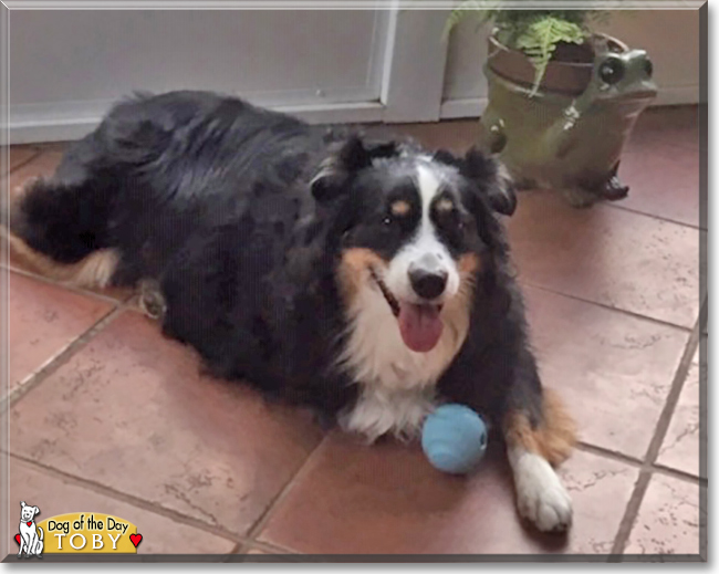 Toby the Australian Shepherd, the Dog of the Day