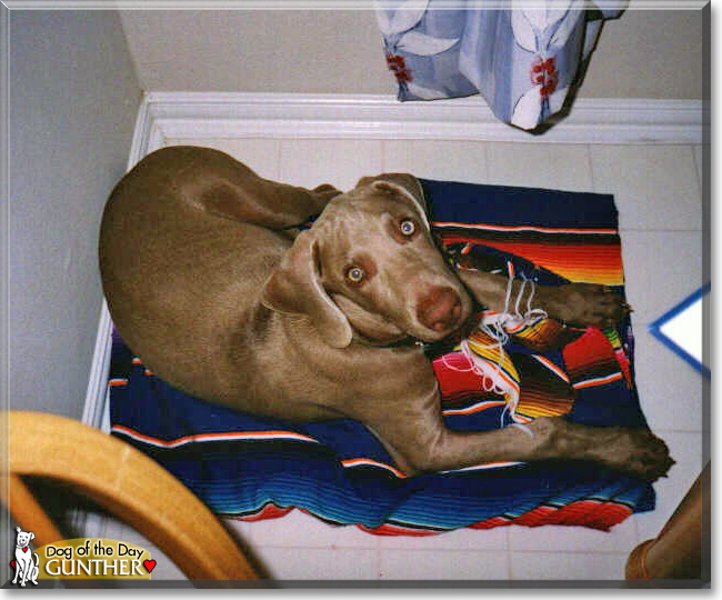 Gunther the Weimaraner, the Dog of the Day