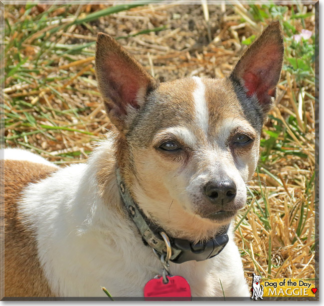 Maggie the Chihuahua, Terrier mix, the Dog of the Day