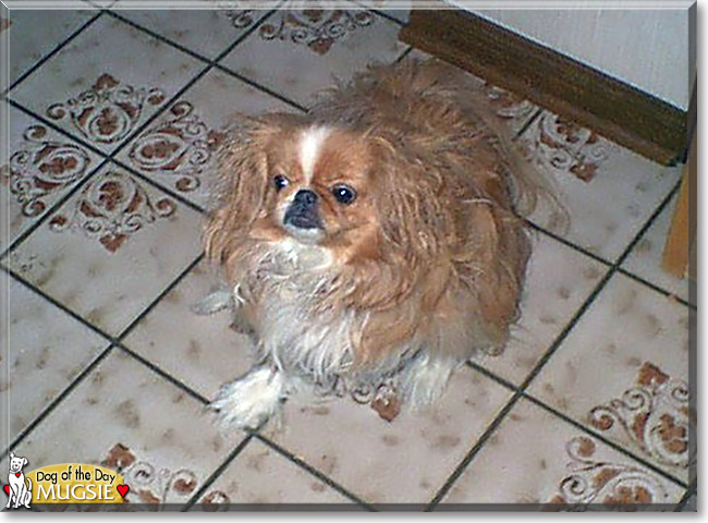Mugsie the Pekinese, the Dog of the Day