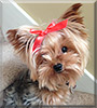 Lily the Yorkshire Terrier