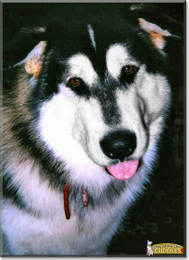 Cuddles the Alaskan Malamute, the Dog of the Day