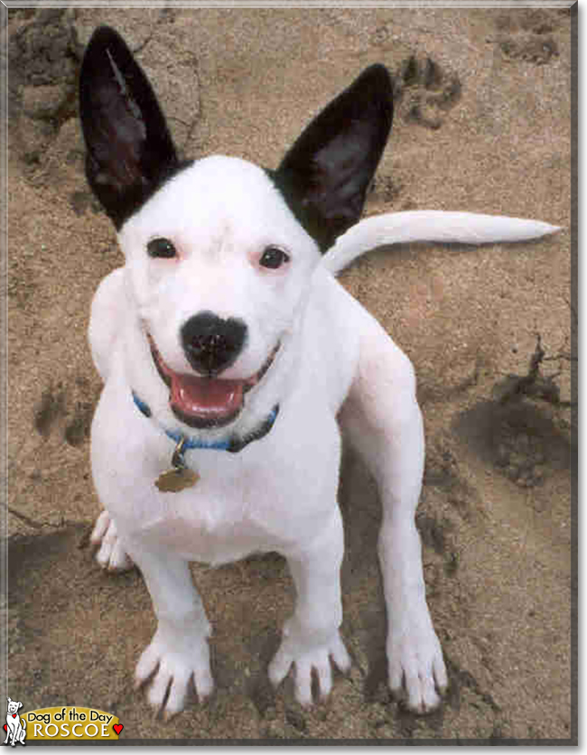 Roscoe the Bull Terrier Mix, the Dog of the Day