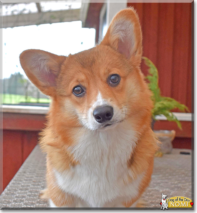 Nomi the Pembroke Welsh Corgi, the Dog of the Day
