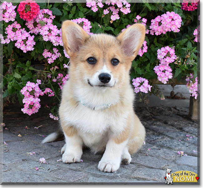 Nomi the Pembroke Welsh Corgi, the Dog of the Day