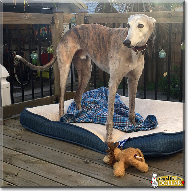 Dollar the Greyhound, the Dog of the Day
