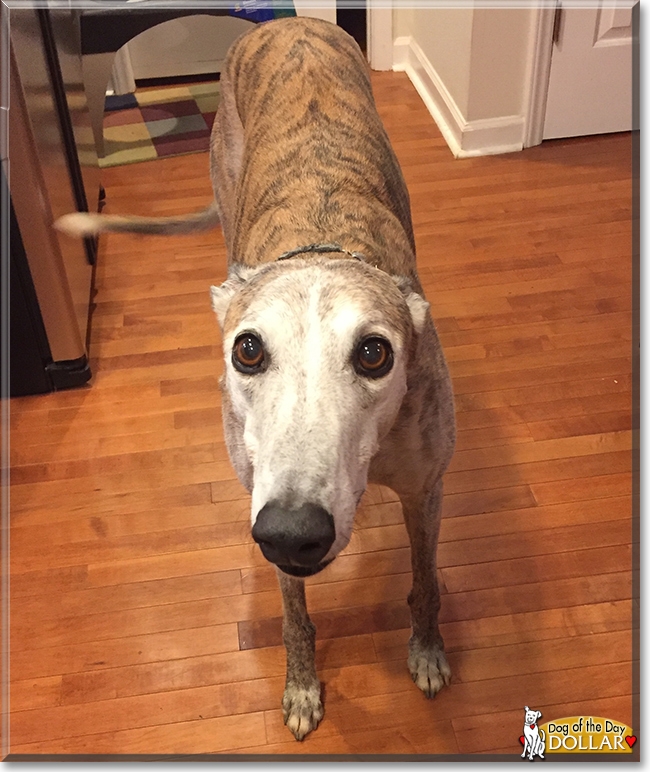 Dollar the Greyhound, the Dog of the Day