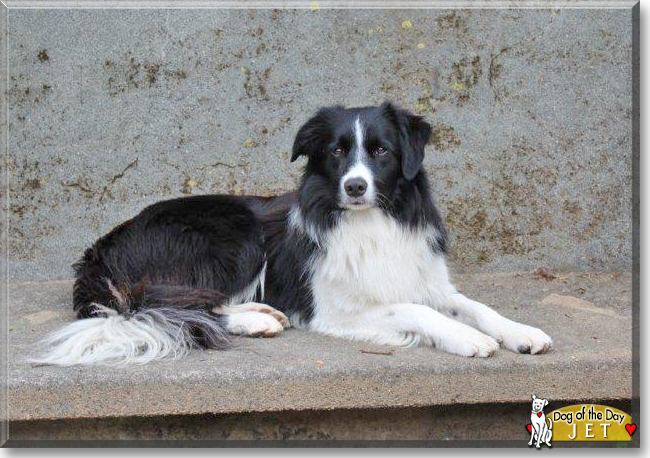 Jet the Border Collie, the Dog of the Day