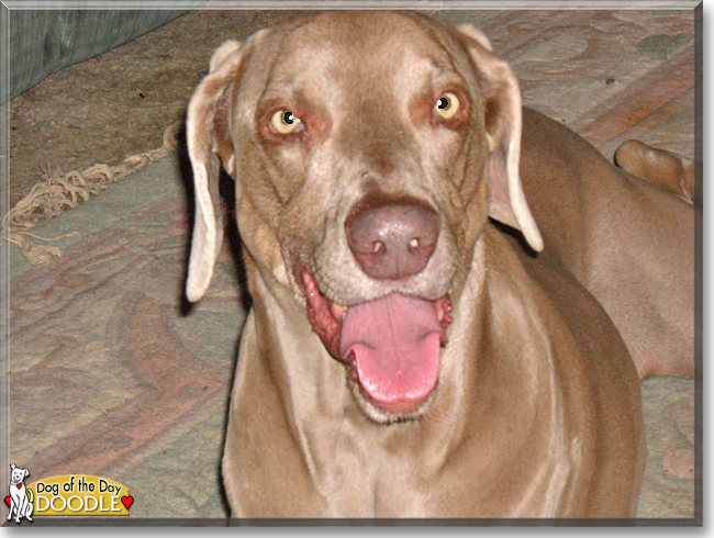 Doodle the Weimaraner, the Dog of the Day