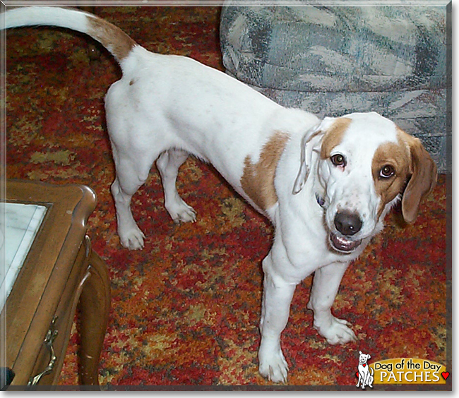 Patches the Hound mix, the Dog of the Day