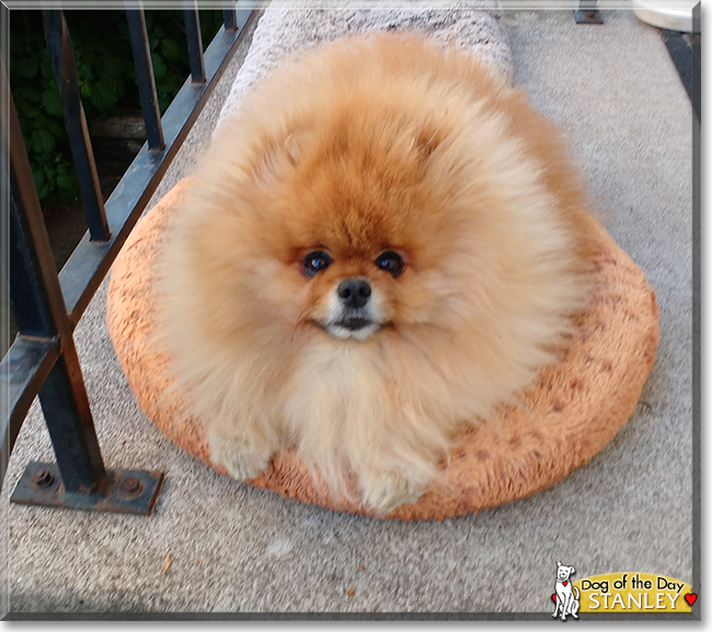 Stanley the Pomeranian, the Dog of the Day