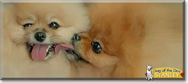 Stanley the Pomeranian, the Dog of the Day