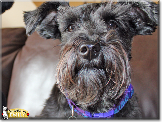Emily the Miniature Schnauzer, the Dog of the Day