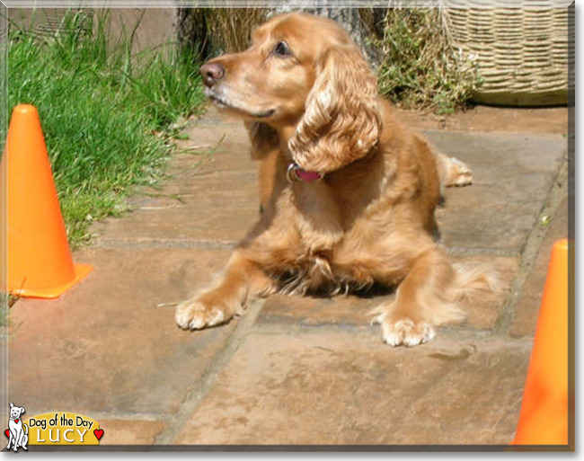 Lucy the Cocker Spaniel, the Dog of the Day