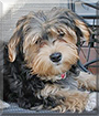 Yoshi the Maltese, Yorkshire Terrier mix