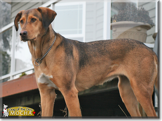 Mocha the Bloodhound mix, the Dog of the Day