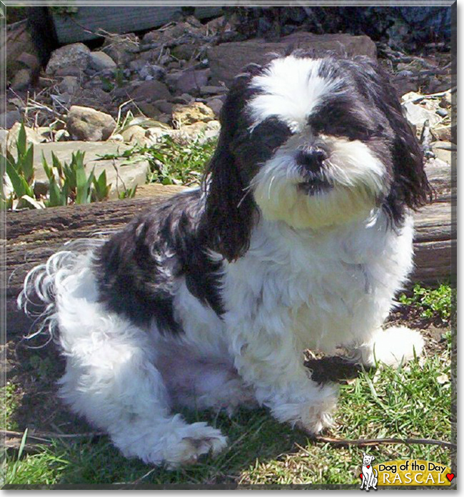 Rascal the Shih Tzu, the Dog of the Day