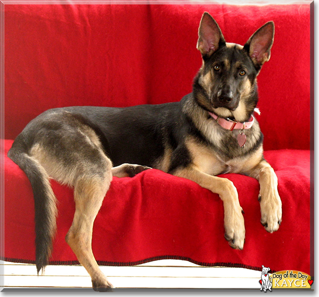Kayce the German Shepherd, the Dog of the Day