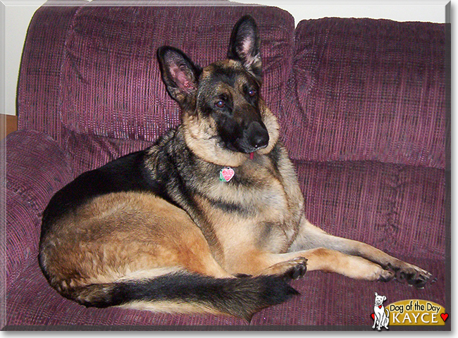 Kayce the German Shepherd, the Dog of the Day