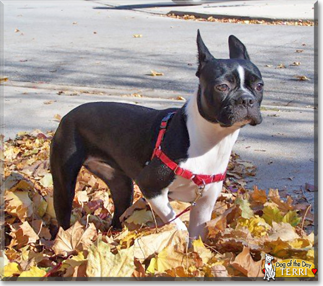 Terri the Boston Terrier, the Dog of the Day