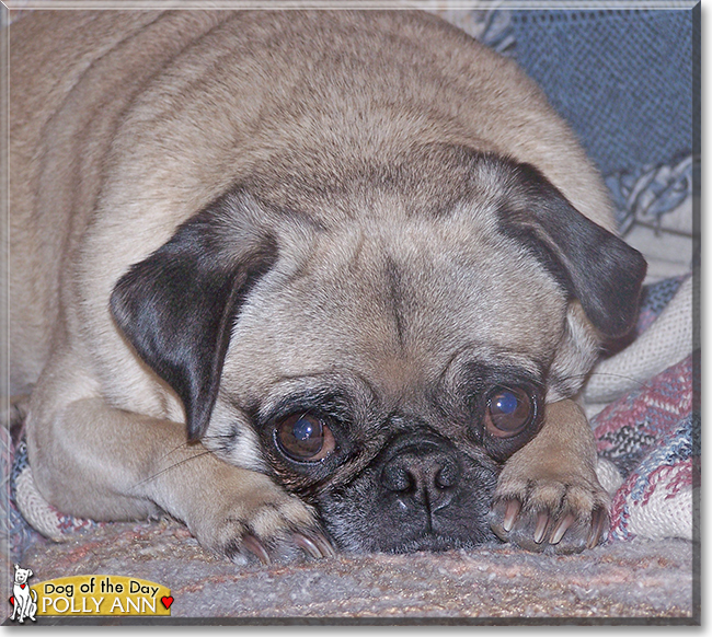 Polly Ann the Pug, the Dog of the Day