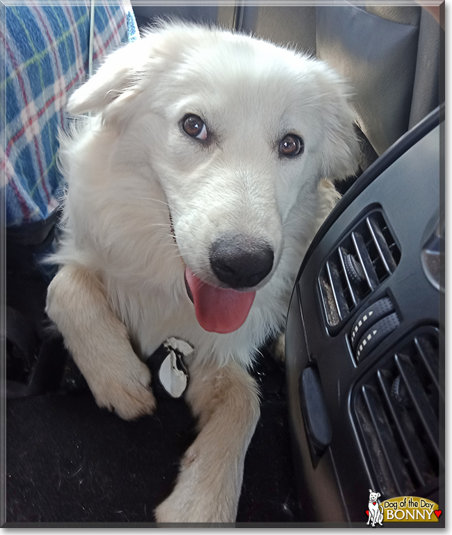Bonny the Border Collie,  Maremma mix, the Dog of the Day