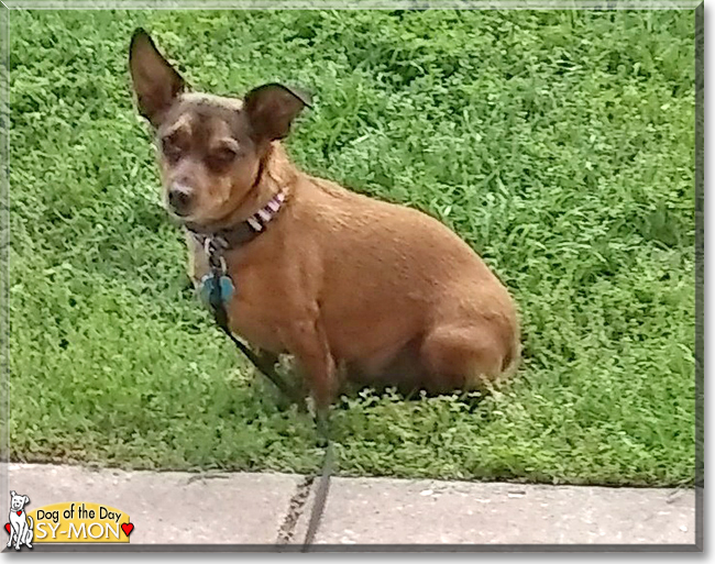 Sy-mon the Chihuahua, Dachshund mix, the Dog of the Day