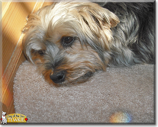 Tewkie the Yorkshire Terrier, the Dog of the Day